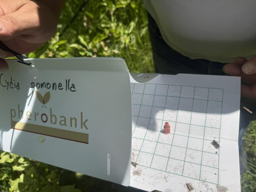 Monitoraggio dei parassiti della vite con trappole a feromoni a Negotino
